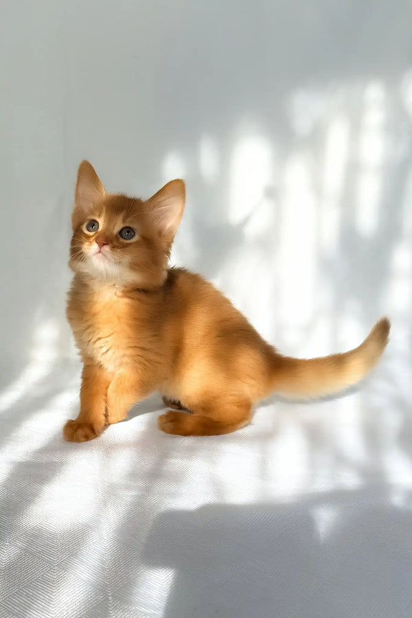 Happy | somali kitten