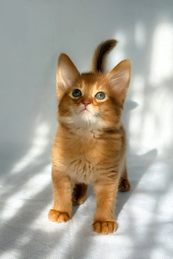 Happy | somali kitten