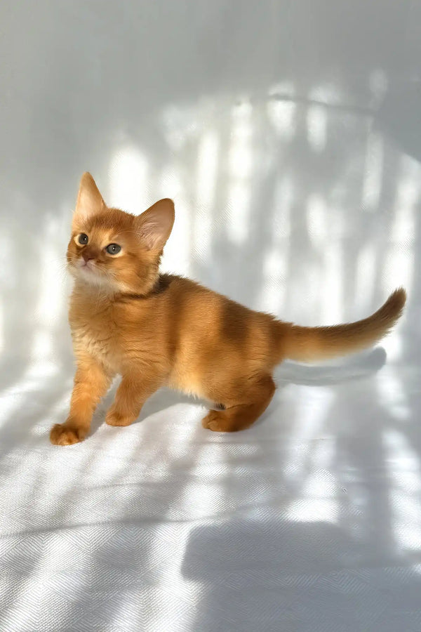 Happy | somali kitten