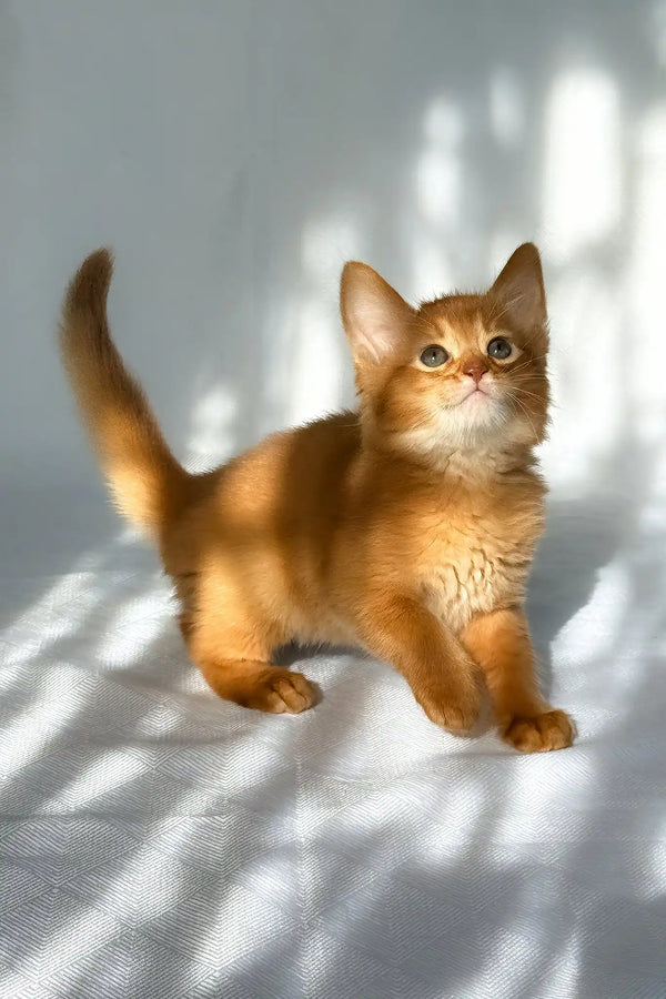 Happy | somali kitten