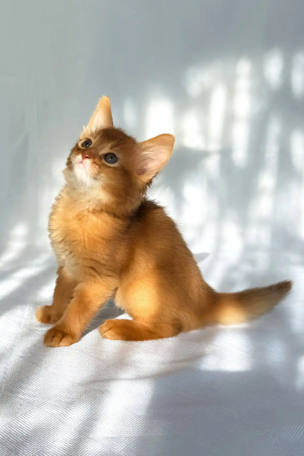 Happy | somali kitten