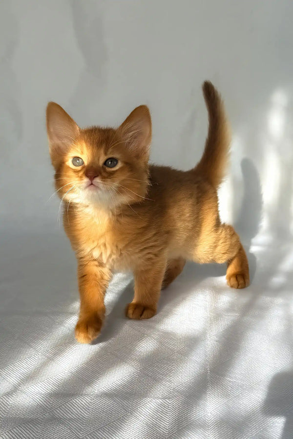 Happy | somali kitten