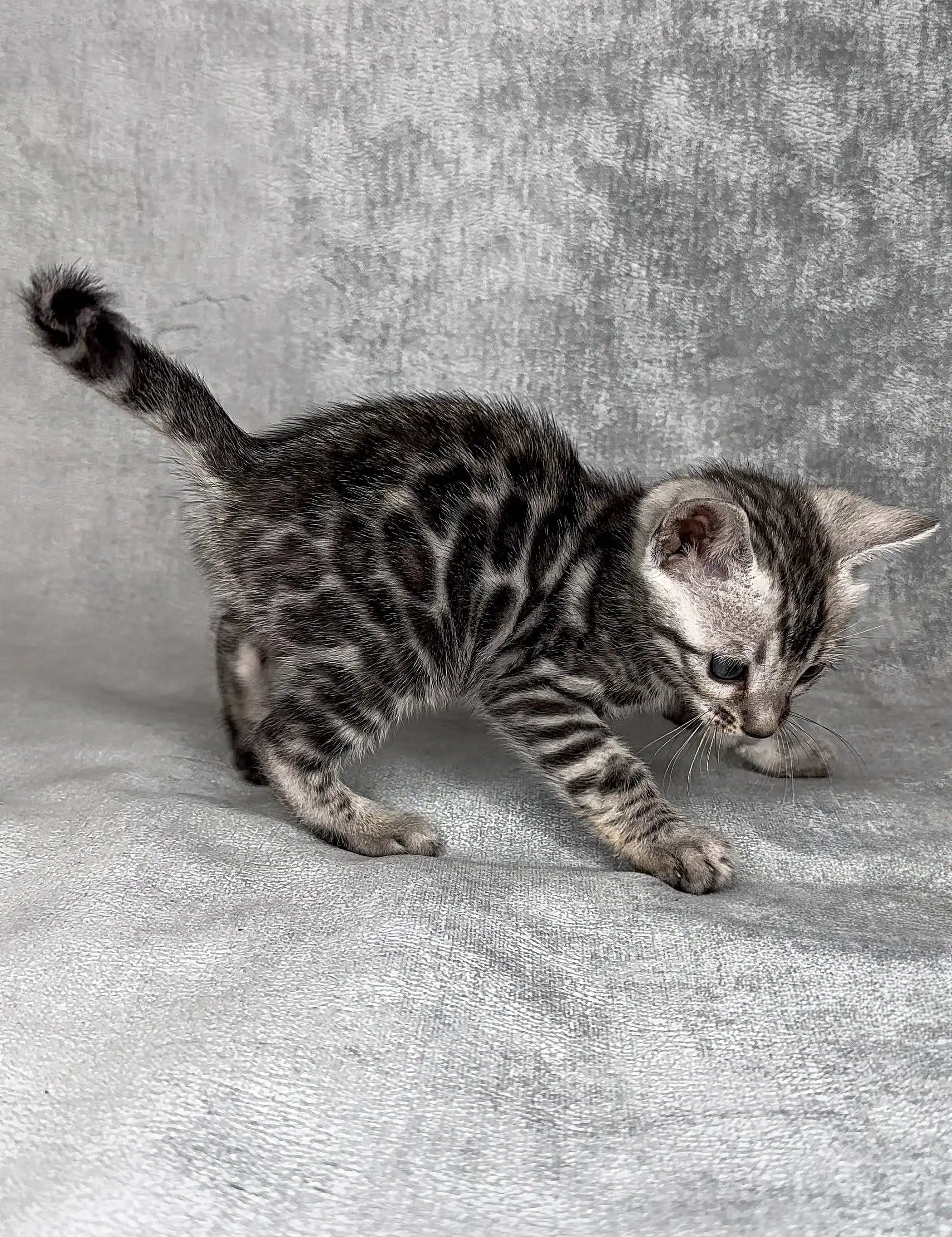 Bengal Kittens For Sale Hardy | Kitten