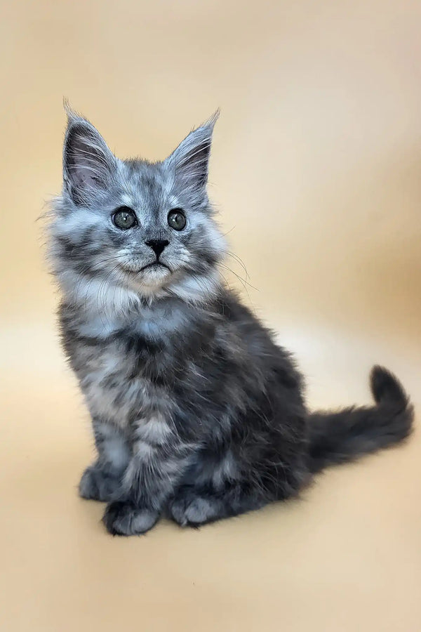 Hardy | maine coon kitten