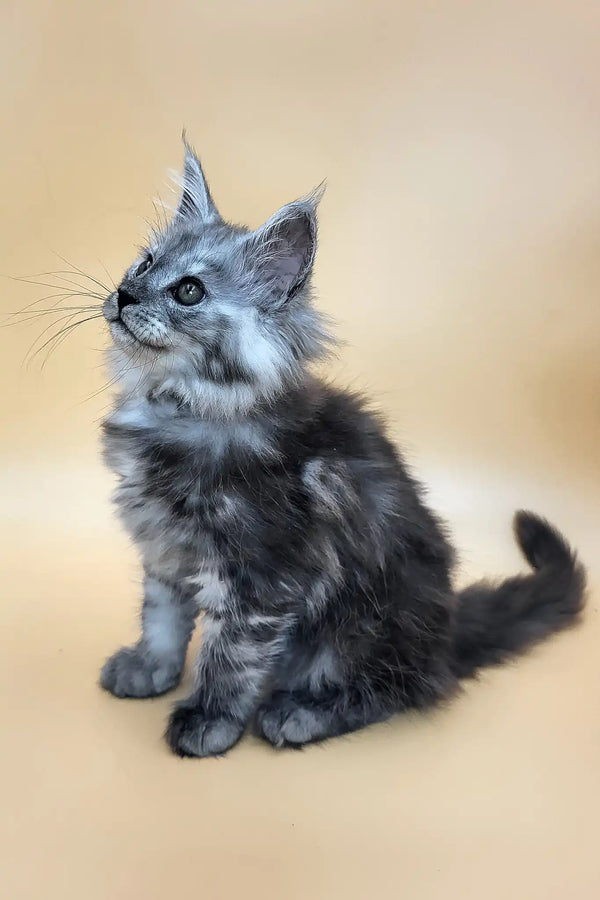 Hardy | maine coon kitten