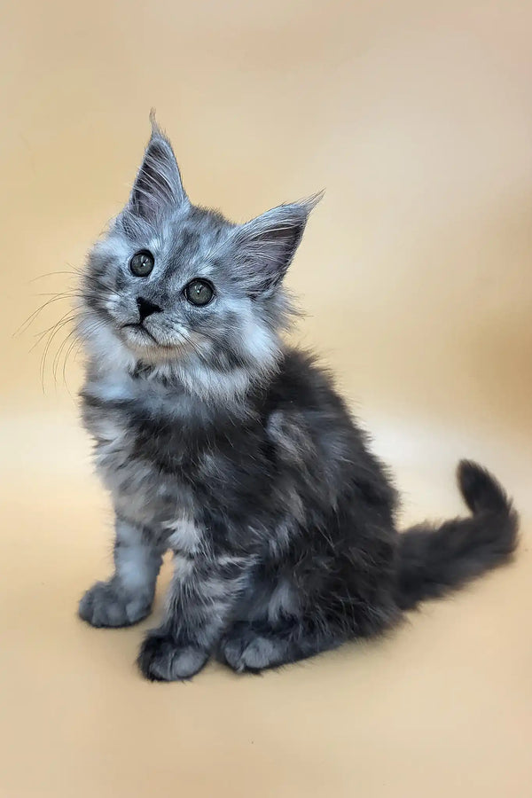 Hardy | maine coon kitten