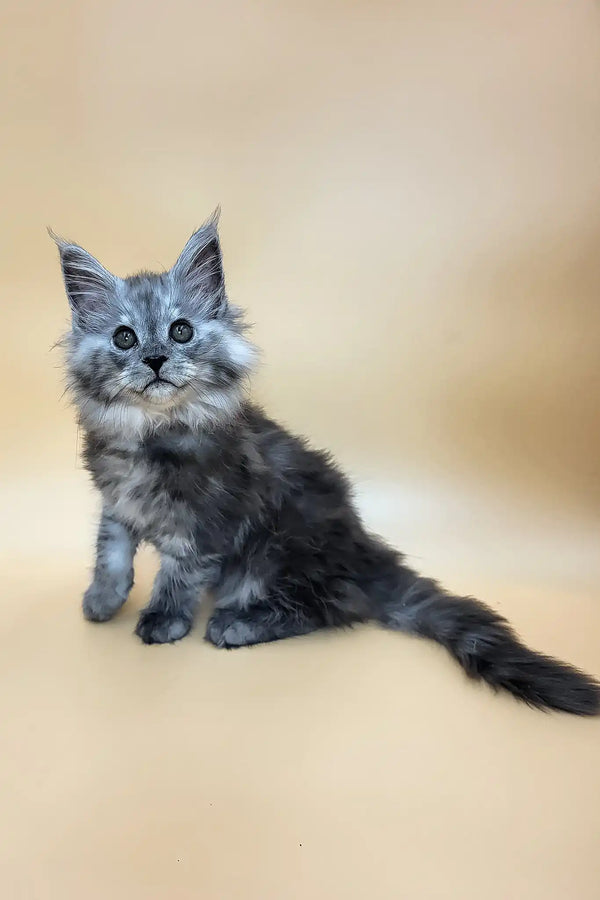 Hardy | maine coon kitten