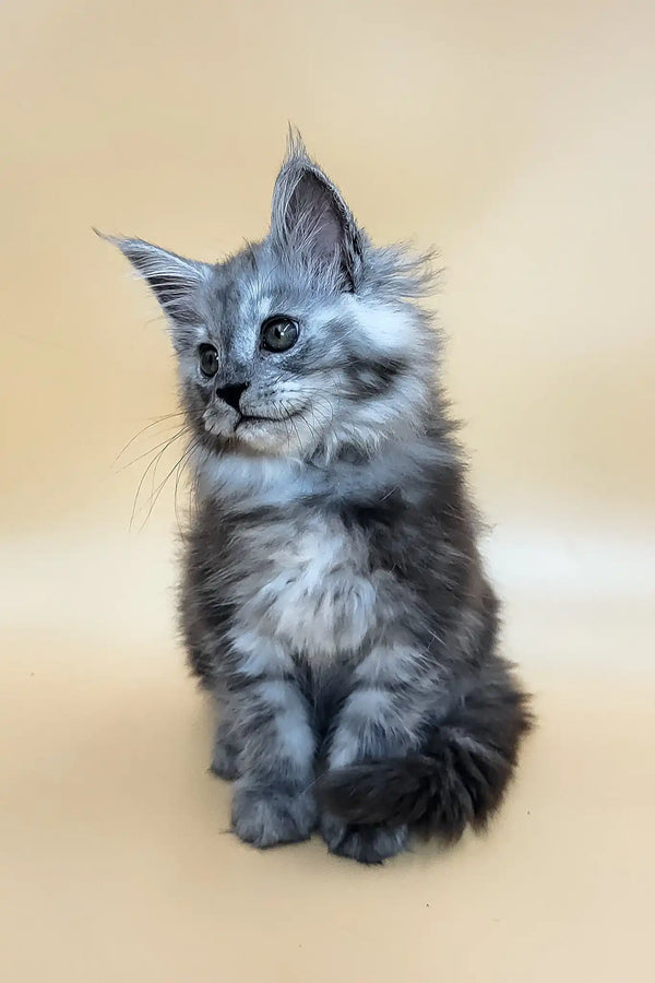 Hardy | maine coon kitten