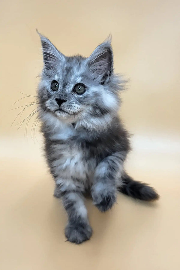 Hardy | maine coon kitten