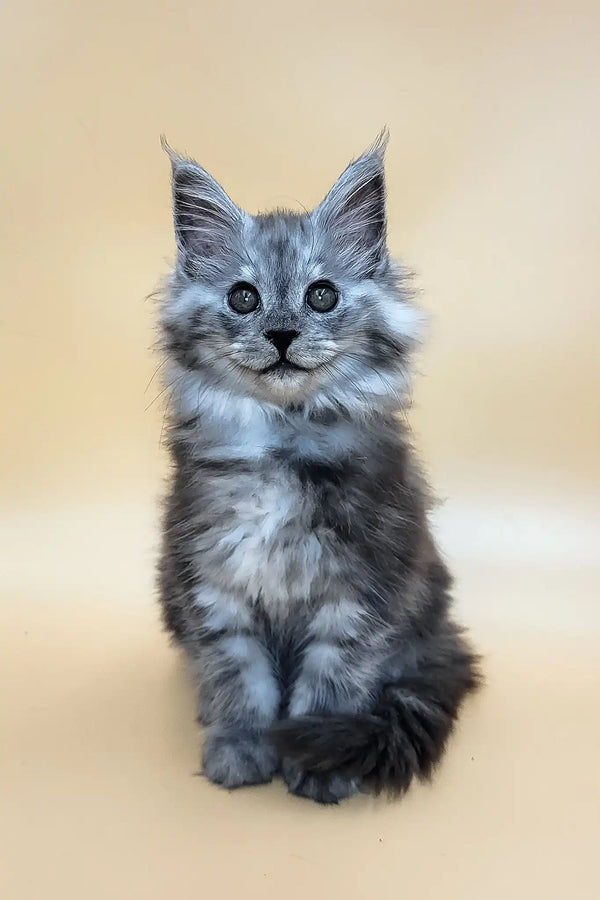 Hardy | maine coon kitten