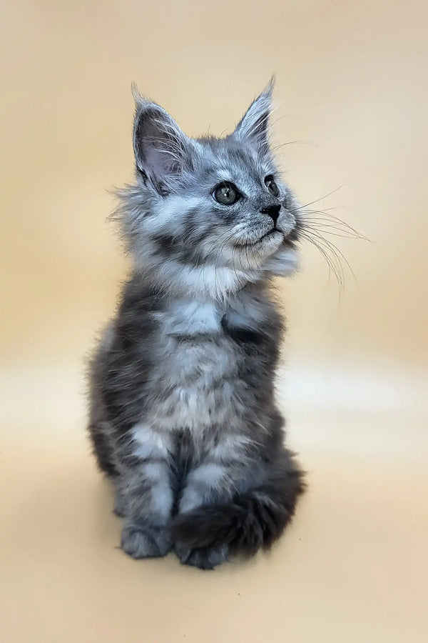 Hardy | maine coon kitten