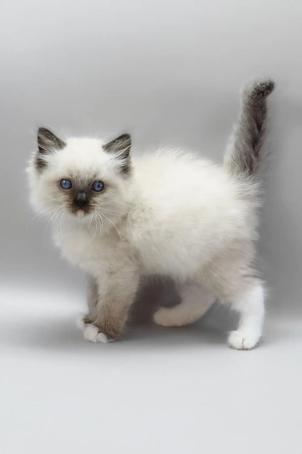 Haritosha | ragdoll kitten