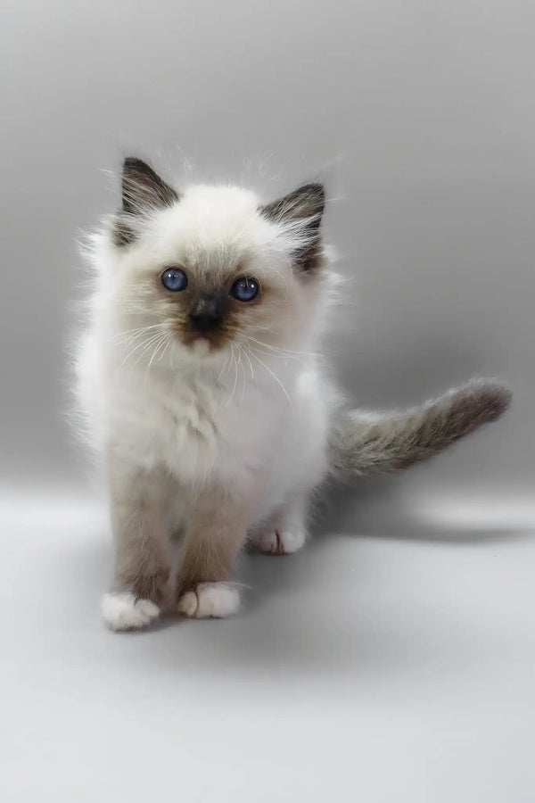 Haritosha | ragdoll kitten