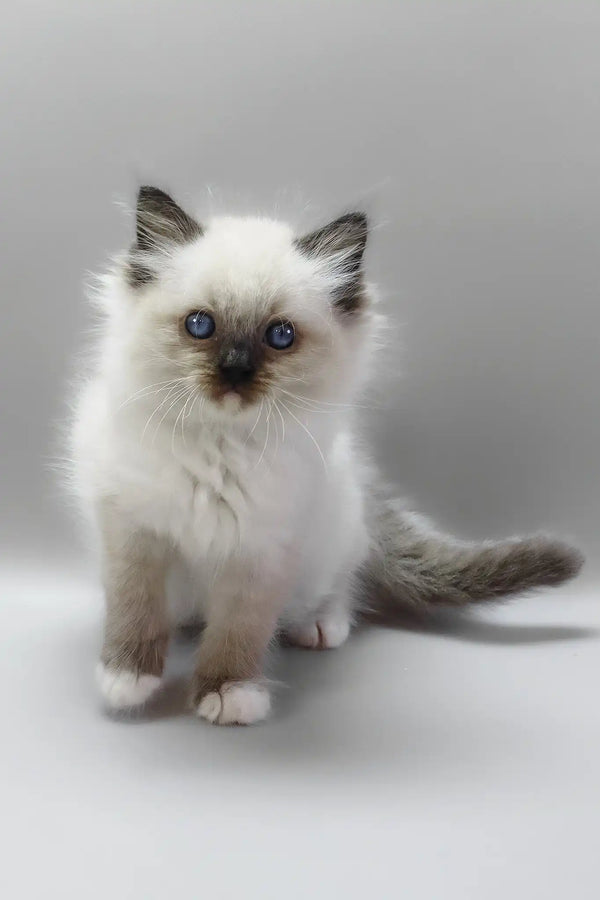 Haritosha | ragdoll kitten