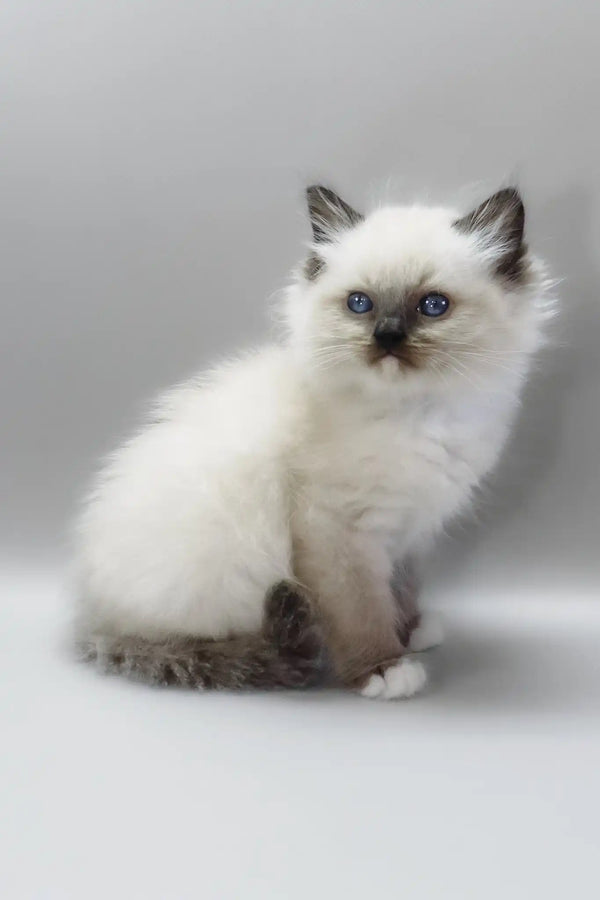 Haritosha | ragdoll kitten