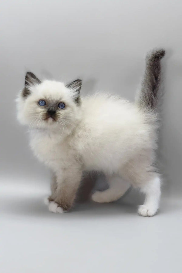 Haritosha | ragdoll kitten