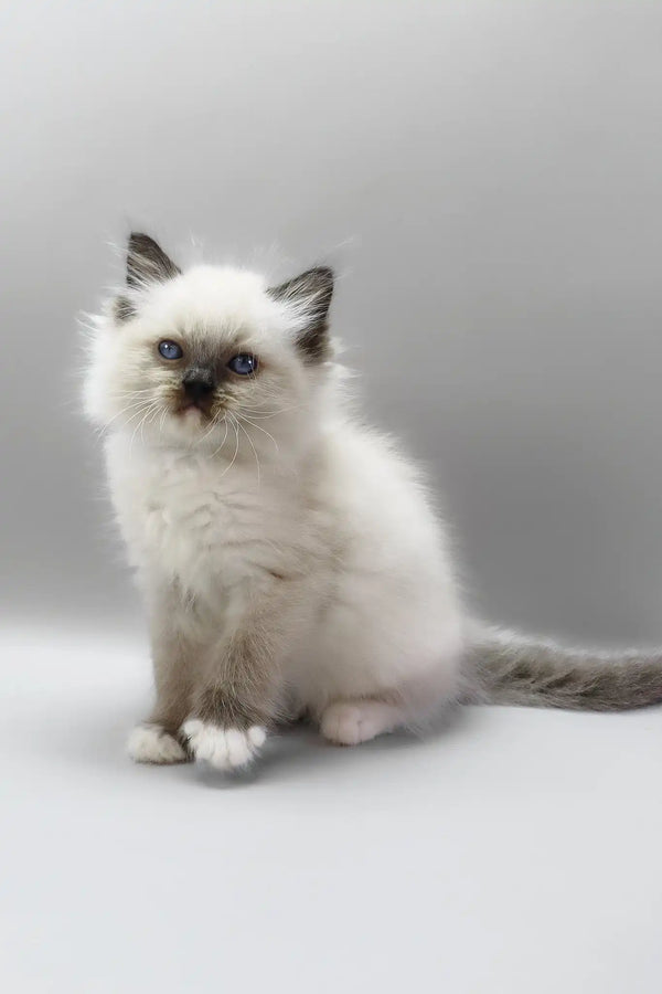 Haritosha | ragdoll kitten