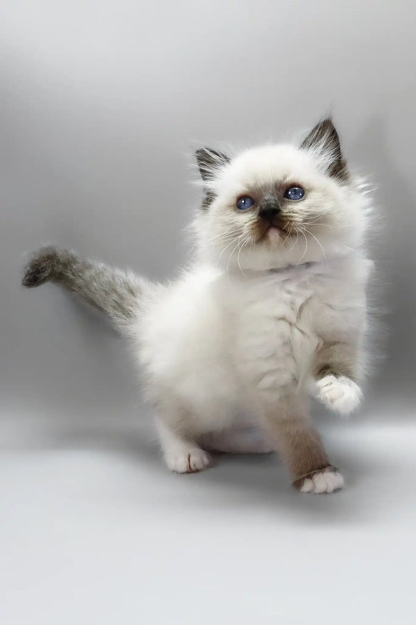 Haritosha | ragdoll kitten