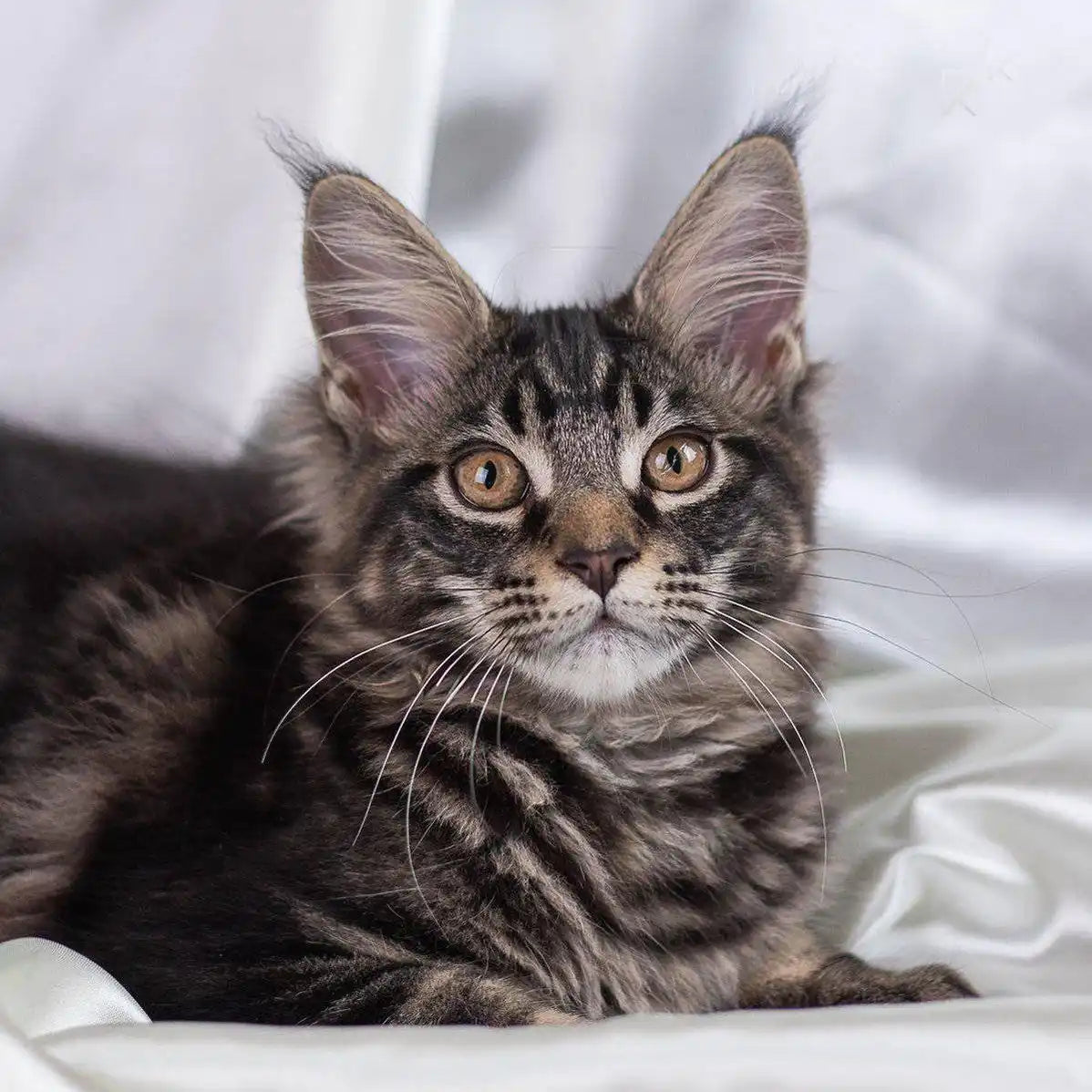 Maine Coon Kittens for Sale Harley | Kitten