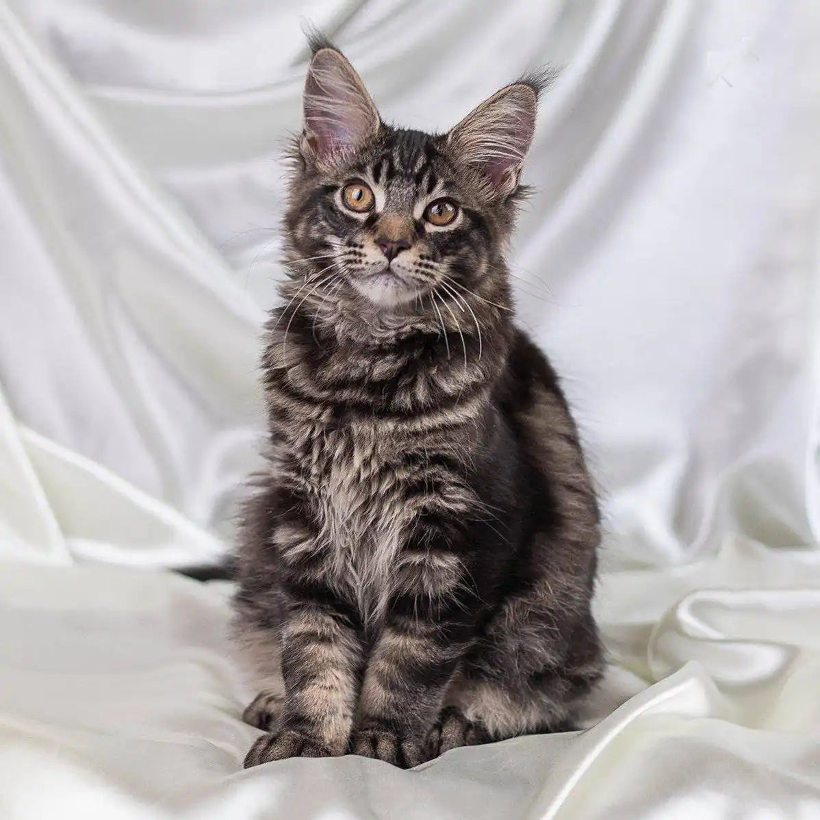 Maine Coon Kittens for Sale Harley | Kitten