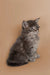 Fluffy gray Maine Coon kitten sitting upright, showing its friendly nature and alert look