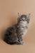 Fluffy gray Maine Coon kitten with wide eyes sitting upright, perfect for cat lovers