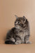 Fluffy gray Maine Coon kitten Harley with an alert look and friendly nature