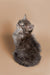 Fluffy gray Maine Coon kitten sitting and looking upward, super cute and playful