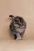 Fluffy gray Maine Coon kitten standing alert, showcasing its friendly nature