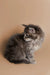 Fluffy gray Maine Coon kitten sitting and looking to the side, super adorable!