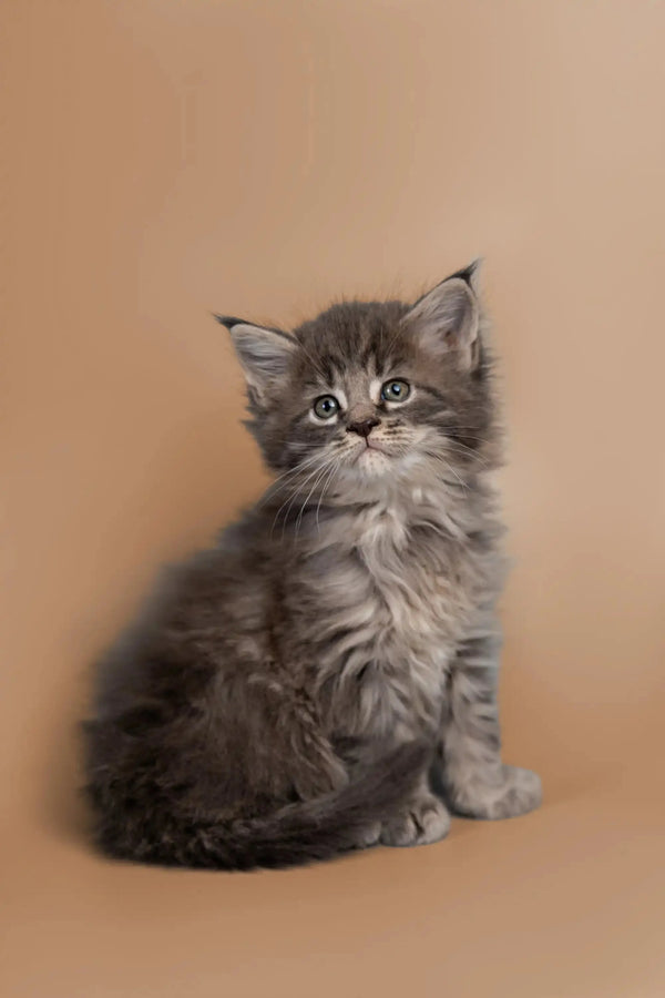 Fluffy gray Maine Coon kitten with wide eyes sitting cute and upright