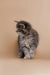 Fluffy gray tabby Maine Coon kitten sitting upright, perfect for loving pet owners