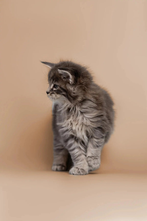 Fluffy gray tabby Maine Coon kitten sitting upright, perfect for loving pet owners