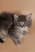 Fluffy gray tabby Maine Coon kitten with alert eyes and perked ears, showcasing friendly nature