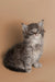 Fluffy gray and white Maine Coon kitten with big ears and curious eyes