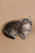 Fluffy gray and white Maine Coon kitten named Harley lounging cutely