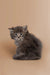 Gray fluffy Maine Coon kitten with an alert expression showcasing its friendly nature