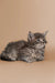 Gray tabby Maine Coon kitten with fluffy fur, showcasing its friendly nature