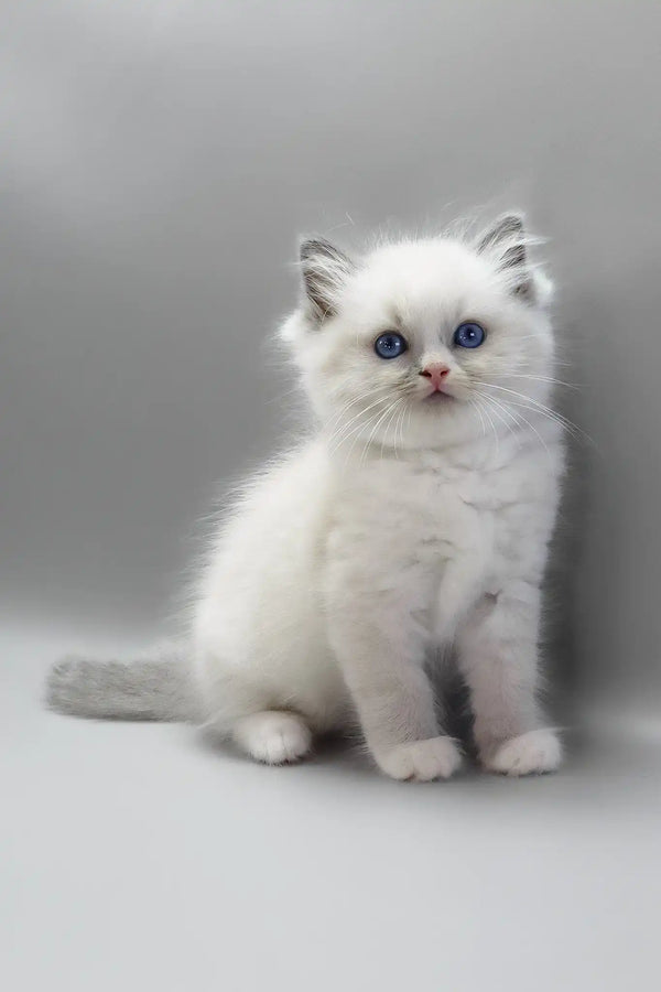 Harley | ragdoll kitten