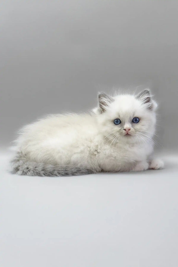 Harley | ragdoll kitten