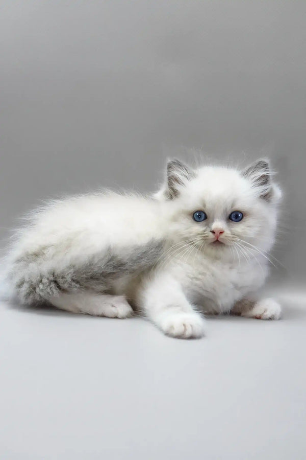 Harley | ragdoll kitten