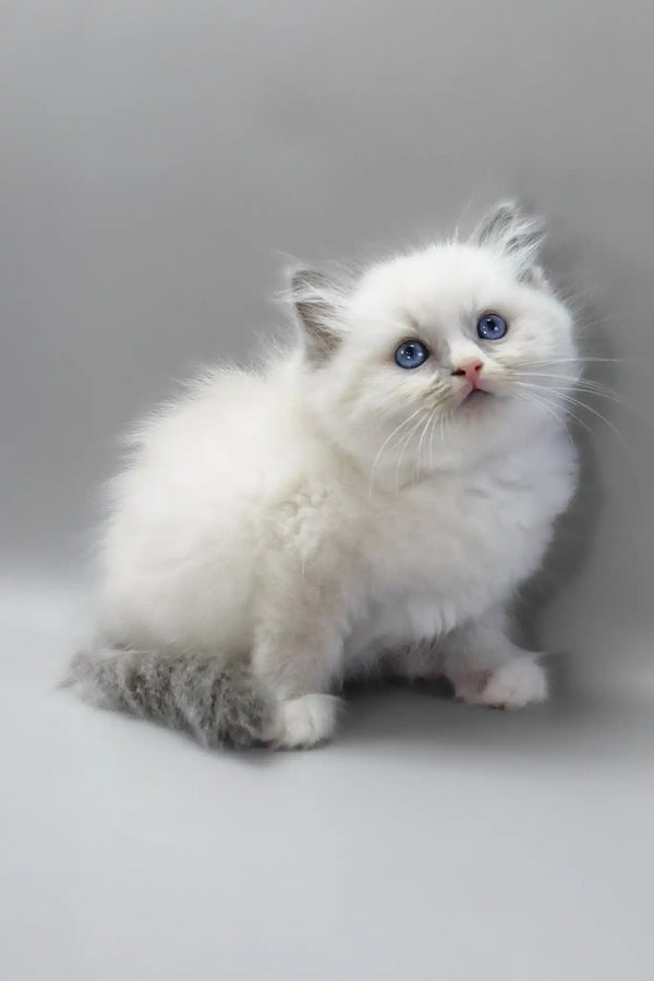 Harley | ragdoll kitten