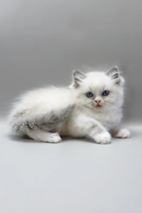 Harley | ragdoll kitten