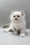 Harley | Ragdoll Kitten