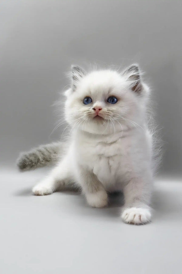 Harley | ragdoll kitten