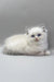 Harley | ragdoll kitten