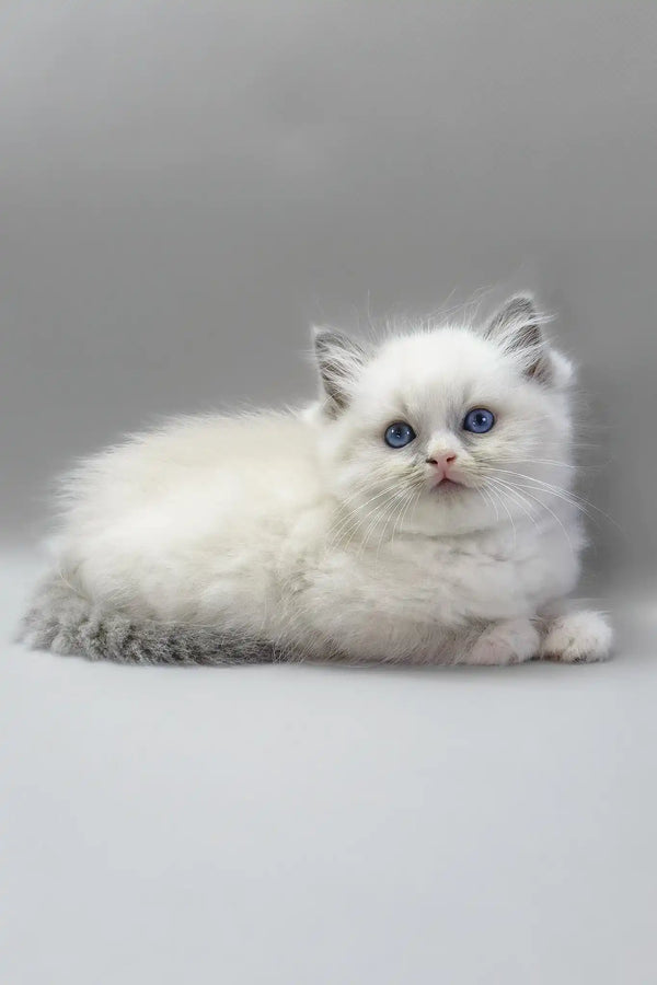 Harley | ragdoll kitten