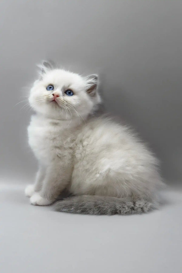 Harley | ragdoll kitten