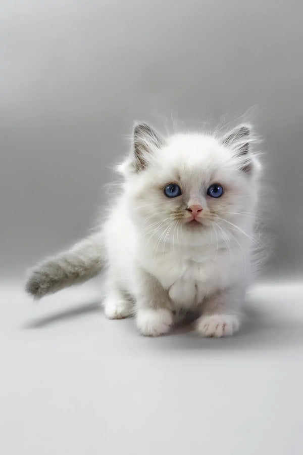 Harley | ragdoll kitten