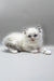 Harley | ragdoll kitten